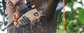 Best Stump Grinding and Removal  in Onalaska, WI