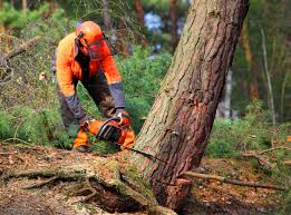 Organic Lawn Care Solutions in Onalaska, WI
