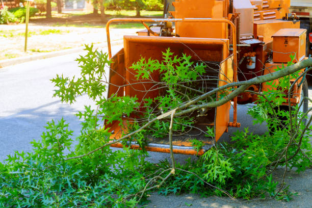 Best Hedge Trimming  in Onalaska, WI