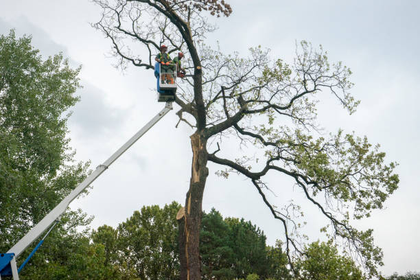 Onalaska, WI Tree Services Company