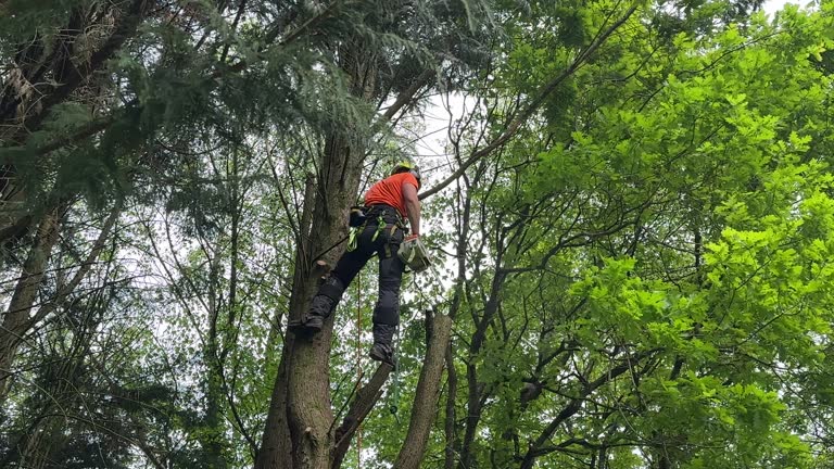 Best Storm Damage Tree Cleanup  in Onalaska, WI