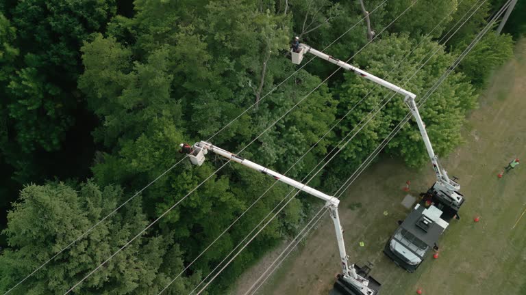 How Our Tree Care Process Works  in  Onalaska, WI