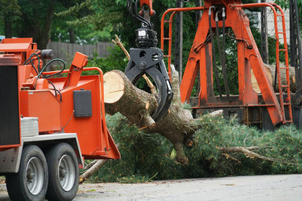 Best Tree Maintenance Programs  in Onalaska, WI