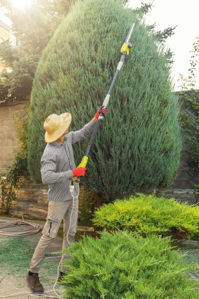 Best Tree Mulching  in Onalaska, WI