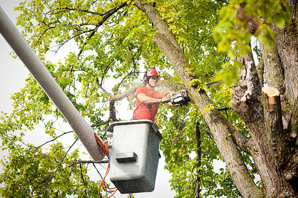 Best Tree Fertilization  in Onalaska, WI