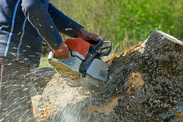 Best Seasonal Cleanup (Spring/Fall)  in Onalaska, WI