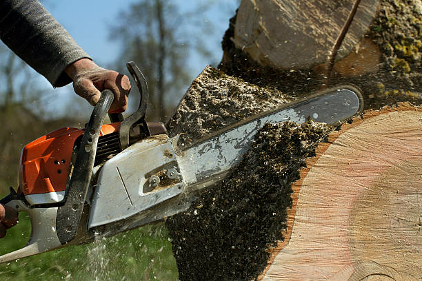 Best Firewood Processing and Delivery  in Onalaska, WI