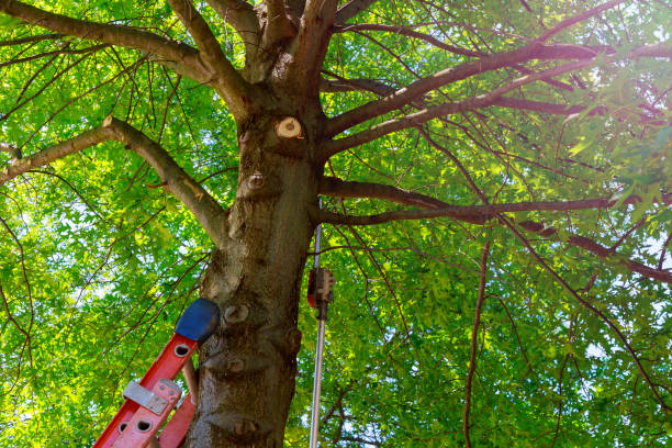 Best Emergency Tree Removal  in Onalaska, WI